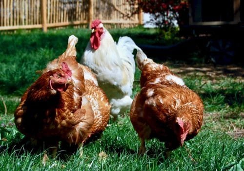 Hühner-Grundausstattung