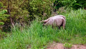 Shropshire-Schafe