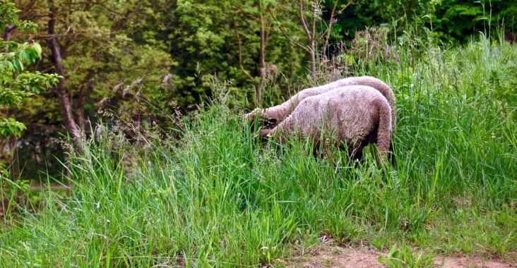 Shropshire-Schafe