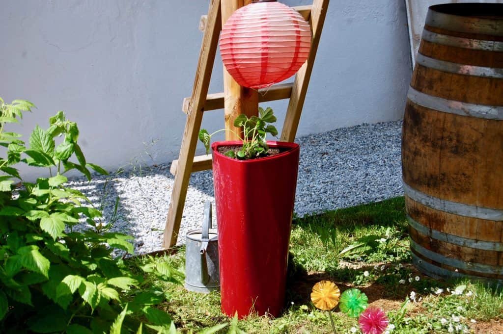 Kletter- oder Ananaserdbeeren