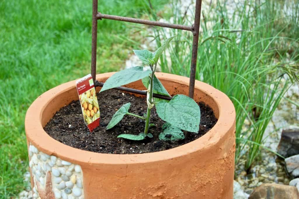 Physalis im Freien