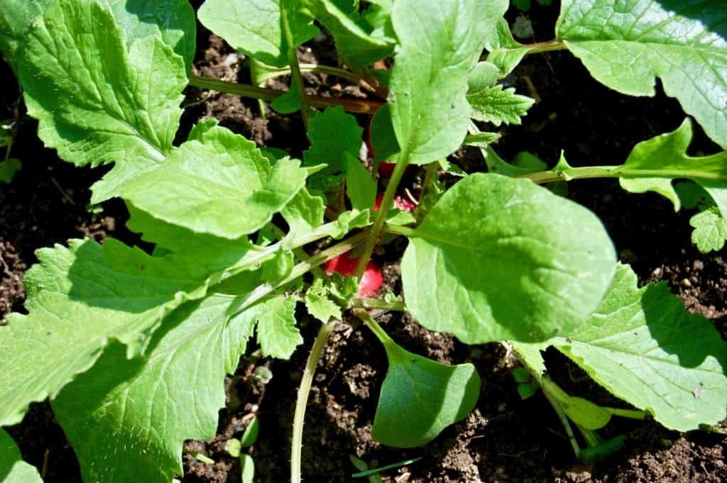Radieschen im Hochbeet