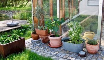 Gartenspaziergang: Pflanzen vor dem Glashaus