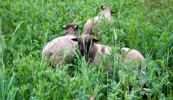 Schafhaltung im Sommer