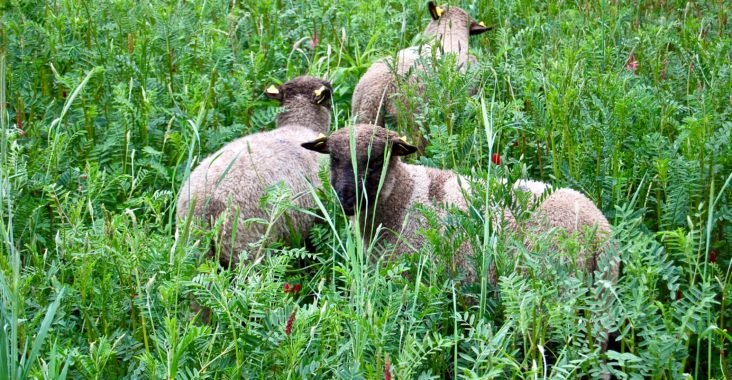 Schafhaltung im Sommer