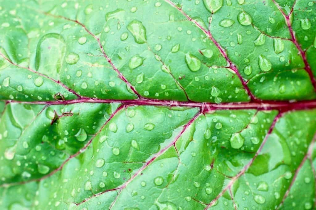 Rote-Rüben-Blatt