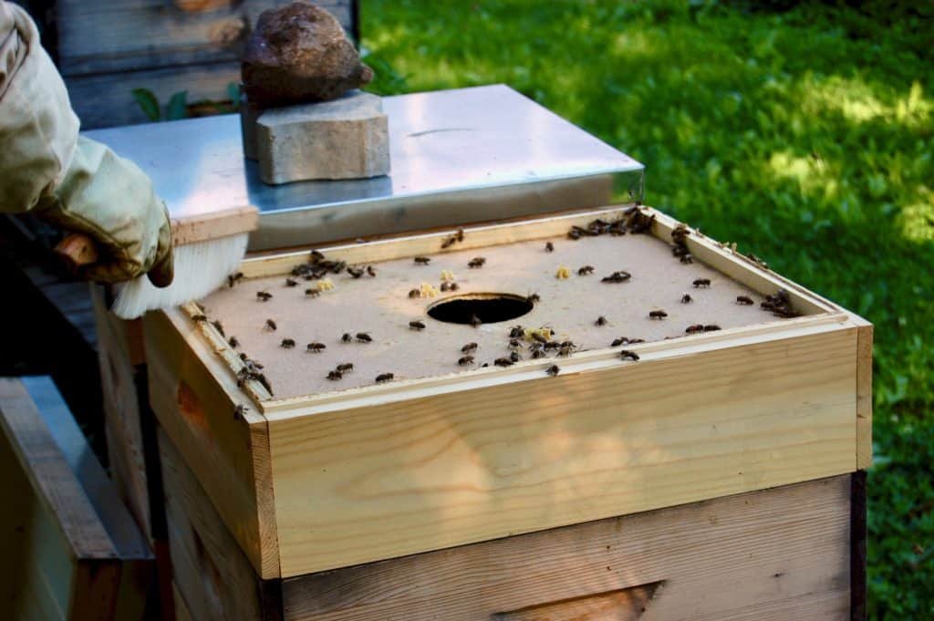 Bienchen zurück in den Stock kehren