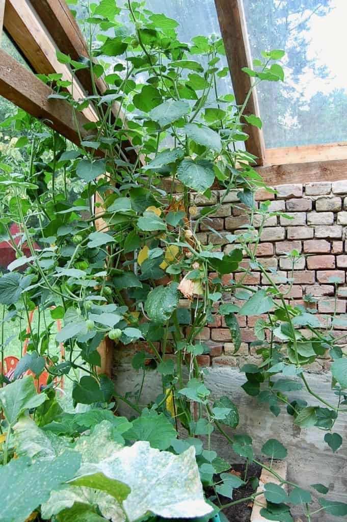 Andenbeeren im Glashaus: Große Blätter, wenige Früchte