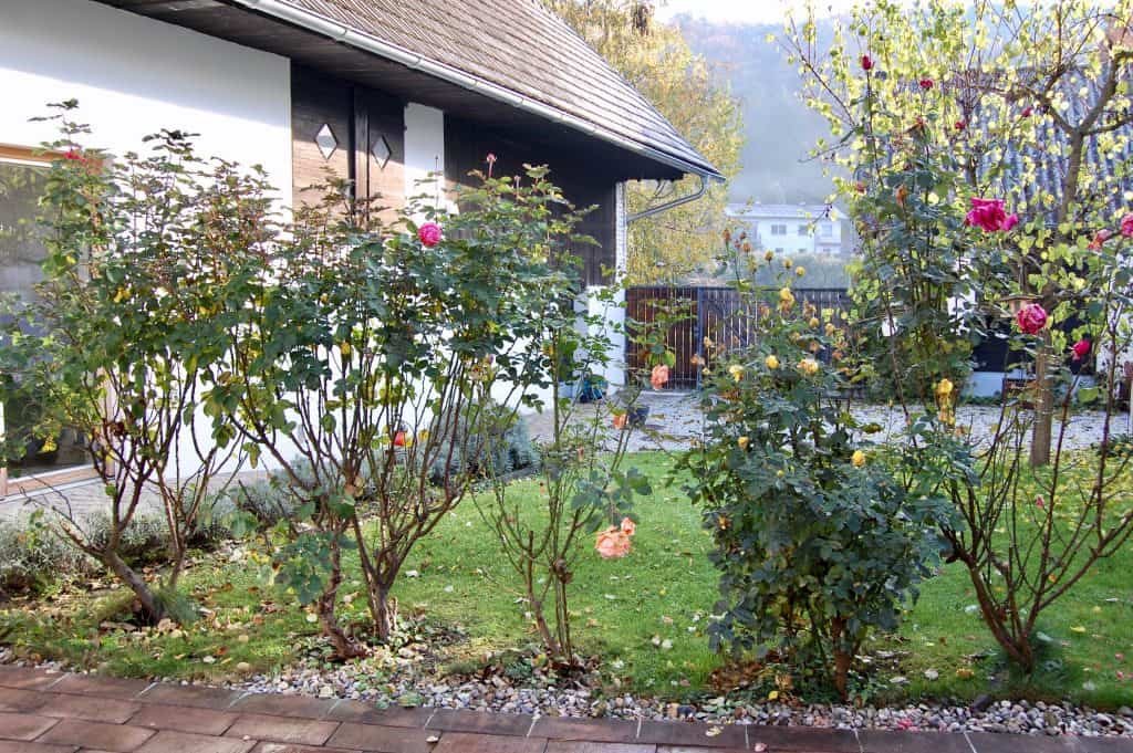Garten winterfest: Rosen schneiden