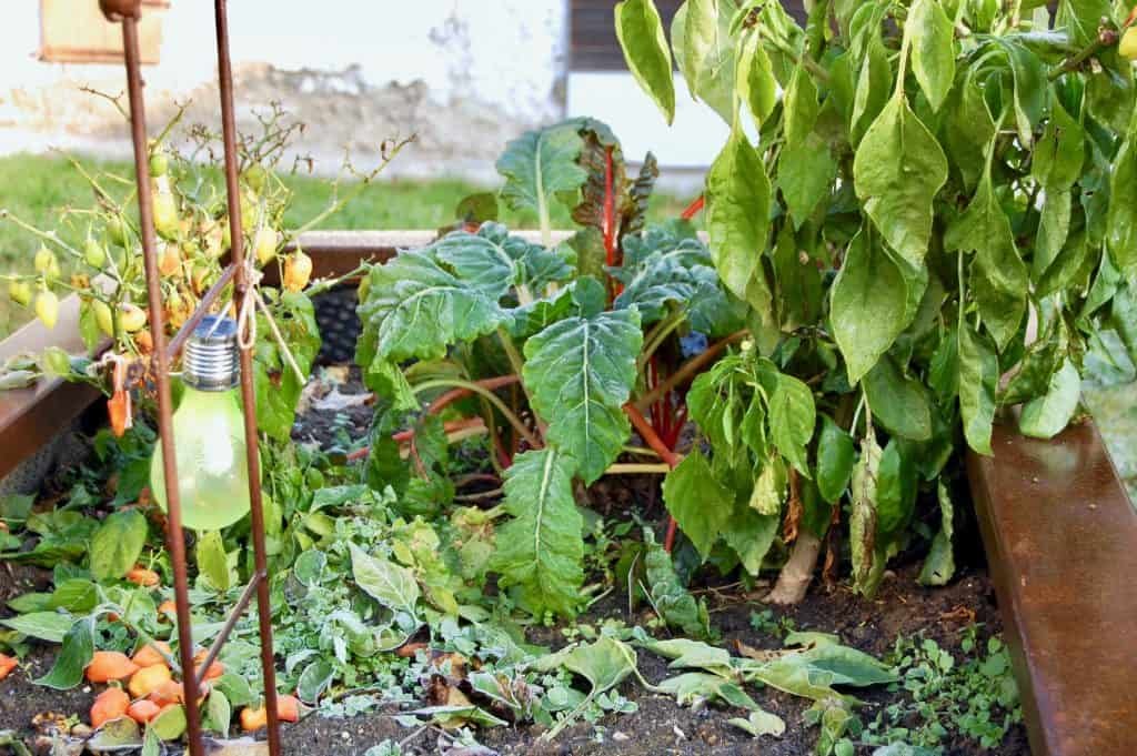 Garten winterfest: Chili, Mangold und Paprika im Hochbeet