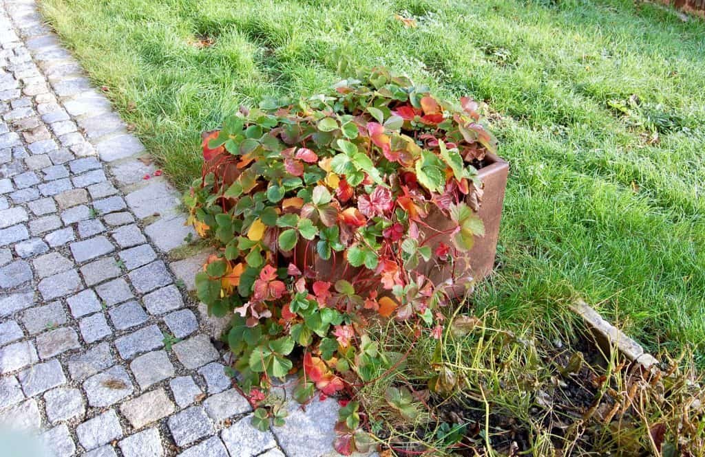 Garten winterfest: herbstlich leuchtende Erdbeerpflanze