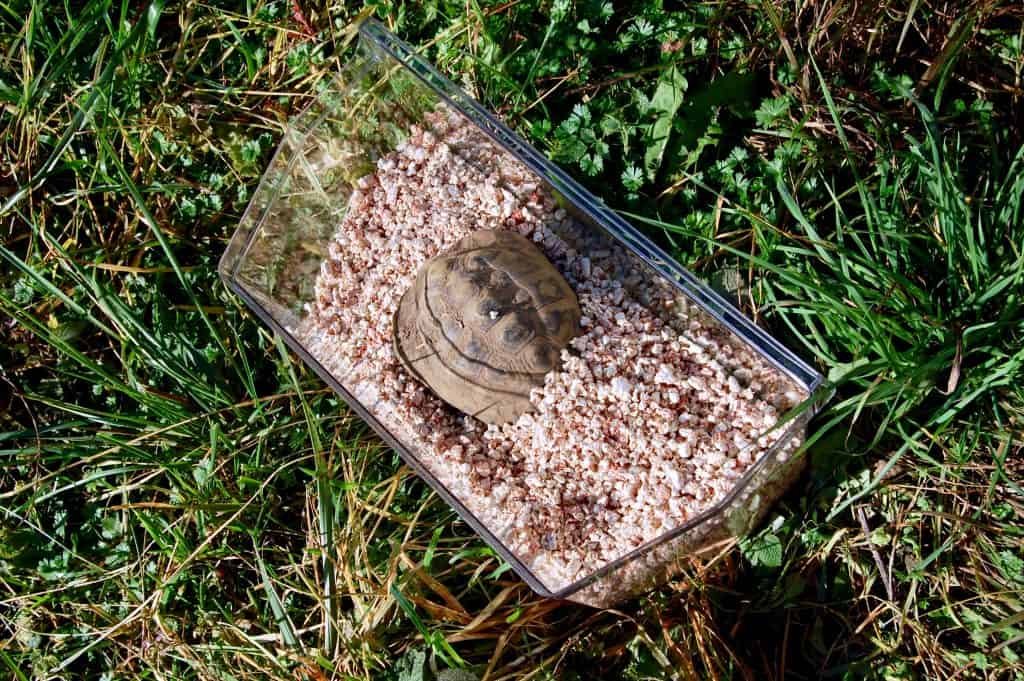 Schildkröte einwintern