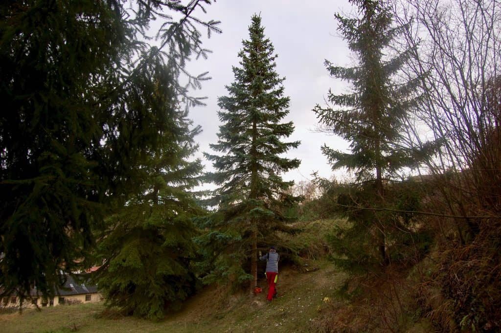 der heurige Weihnachtsbaum