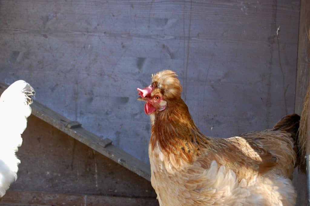 Sulmtaler-Huhn