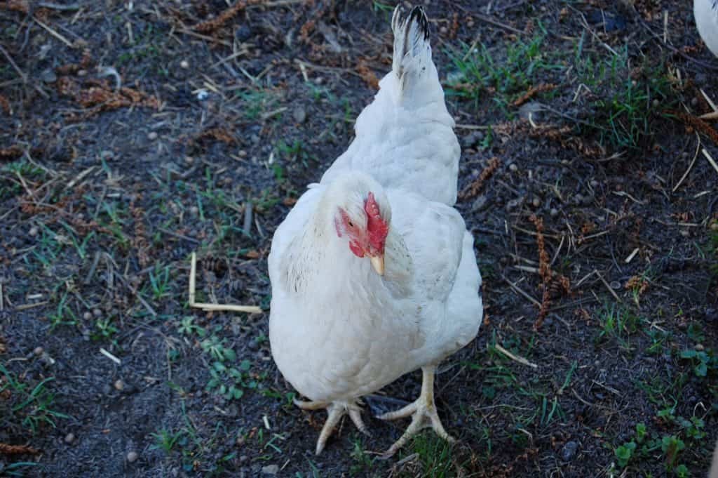 Sussex-Huhn