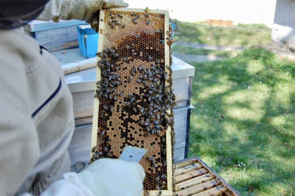 Bienenbrut in allen Stadien