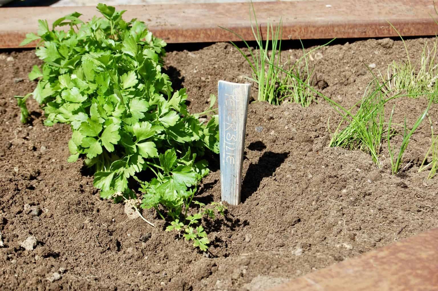 Petersilie setzen für Anfänger 5 Tipps, damit's gelingt! Torftrottel