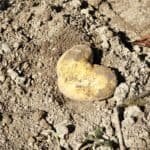 Erdäpfel anbauen