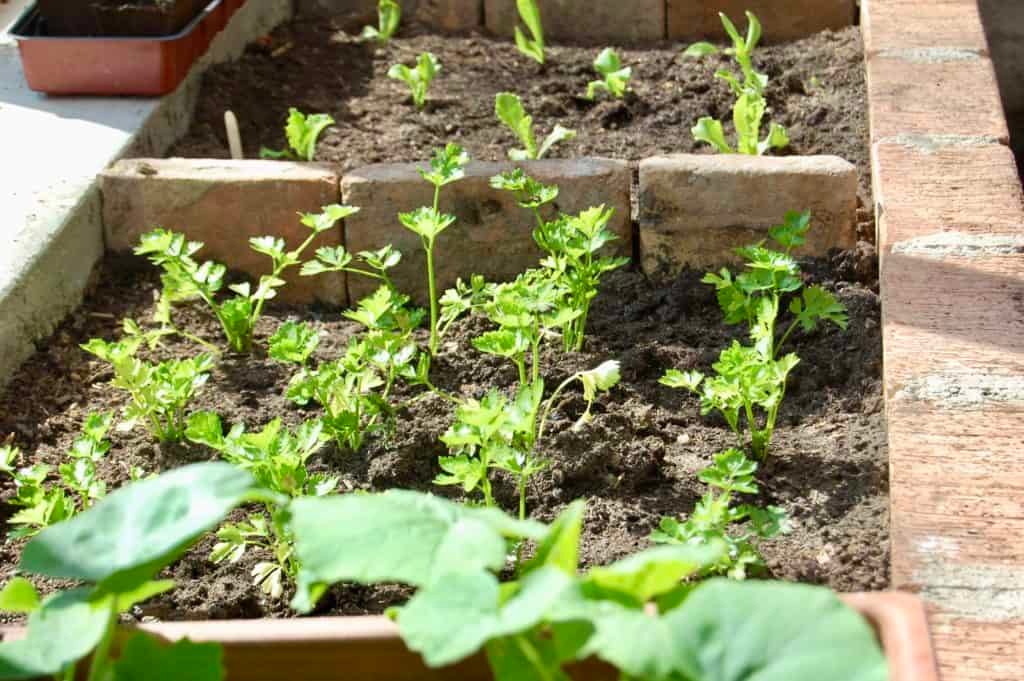 Pflanzen im Glashaus