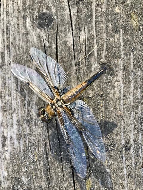 Libelle 