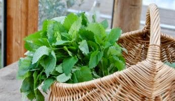 Rezept für Zitronenmelissen-Sirup