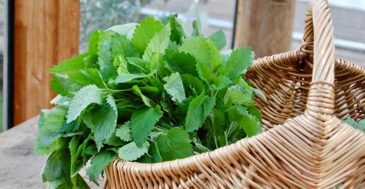 Rezept für Zitronenmelissen-Sirup