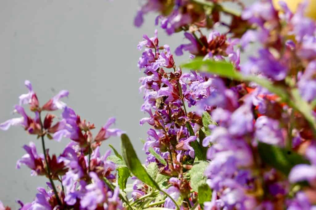 Salbeiblüte