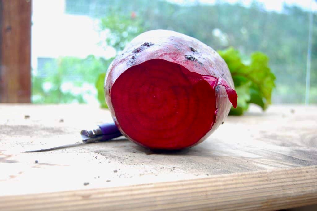 reife rote Rübe