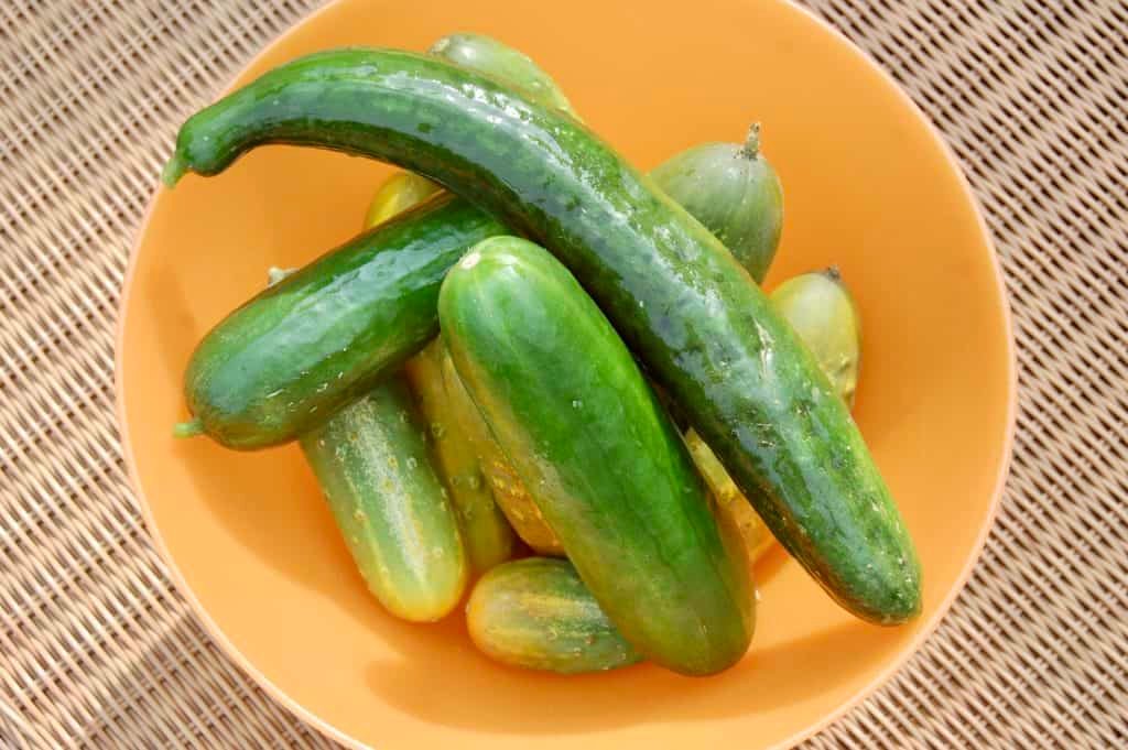 Selbst geerntete Salatgurken