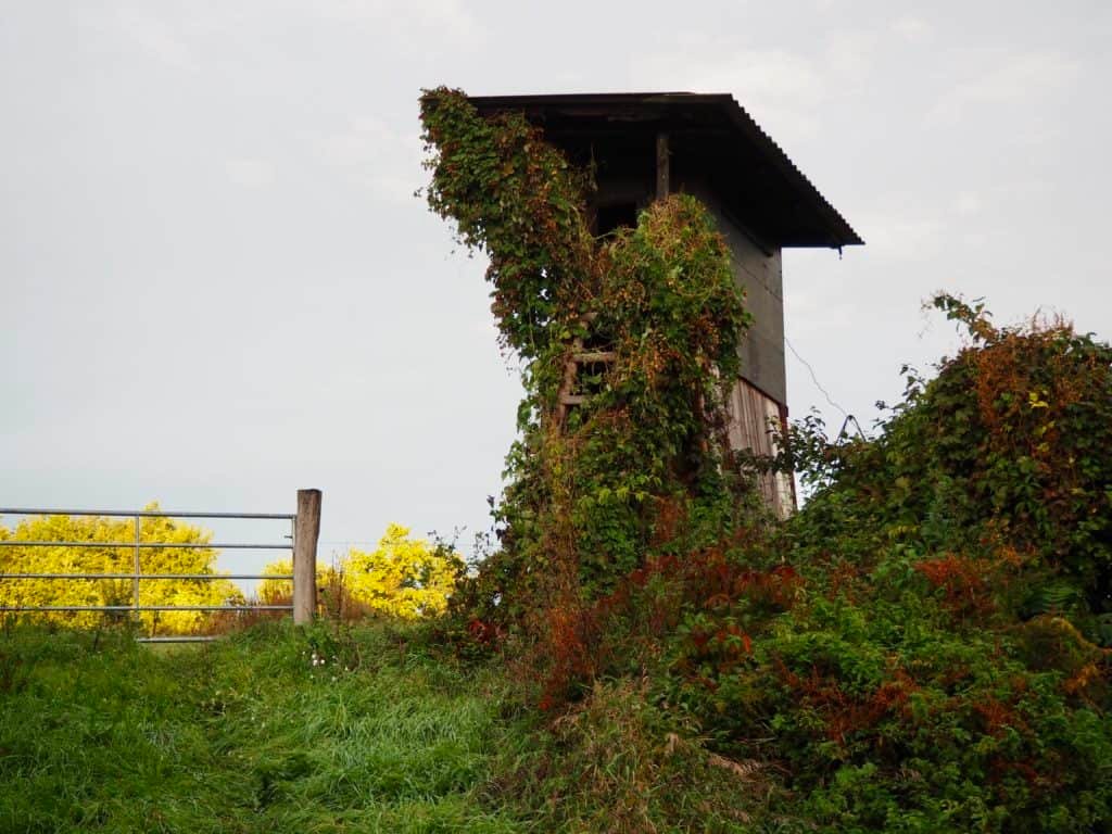 verwachsener Hochstand