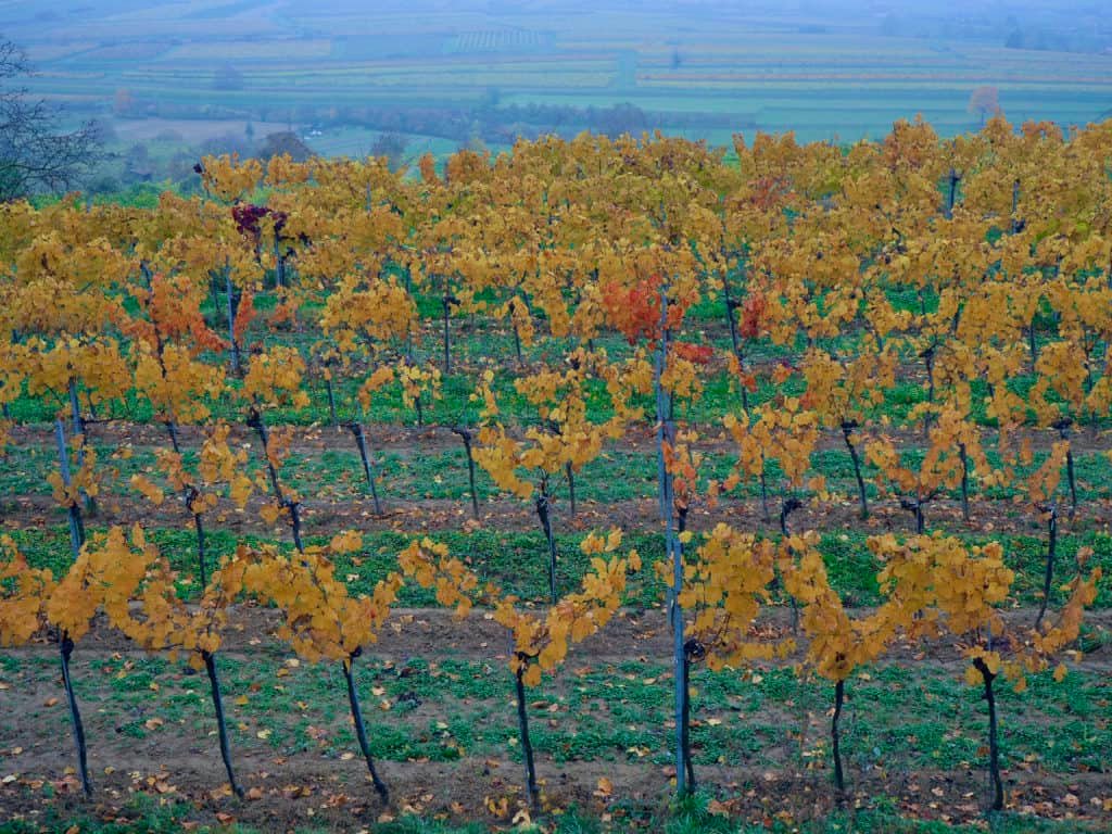 Weingarten im Herbst 