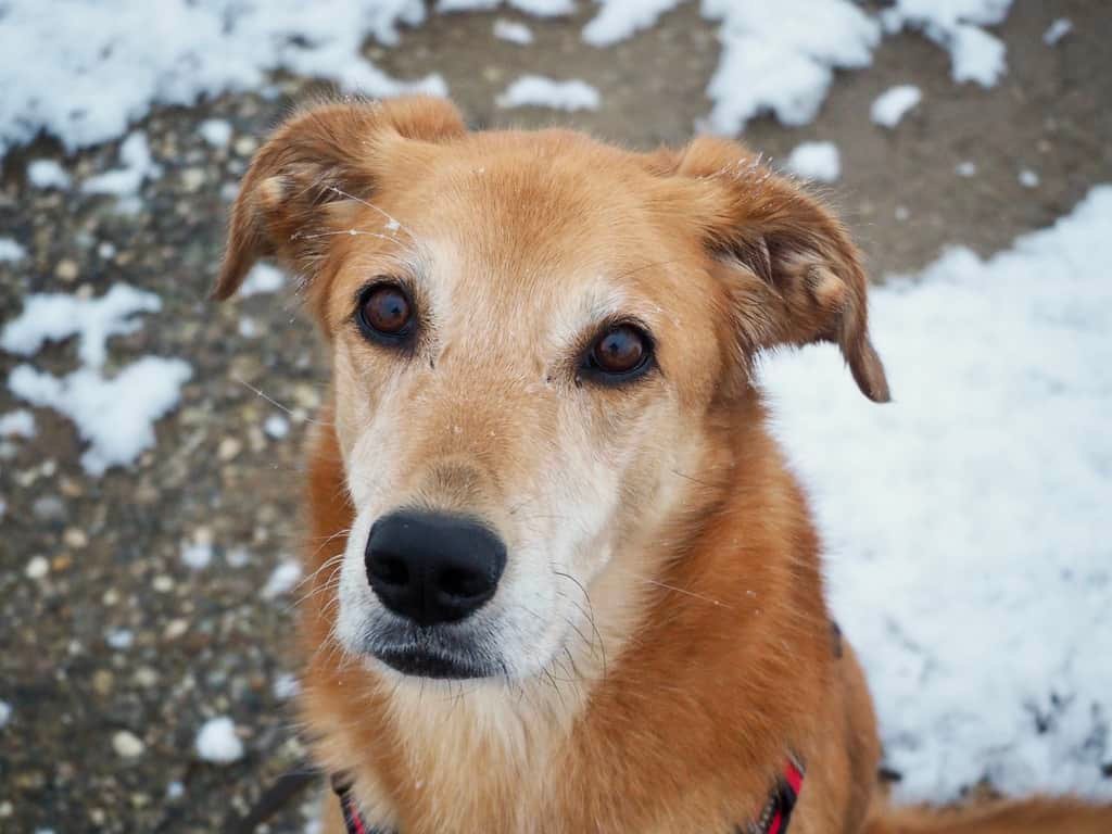 skeptischer Hund