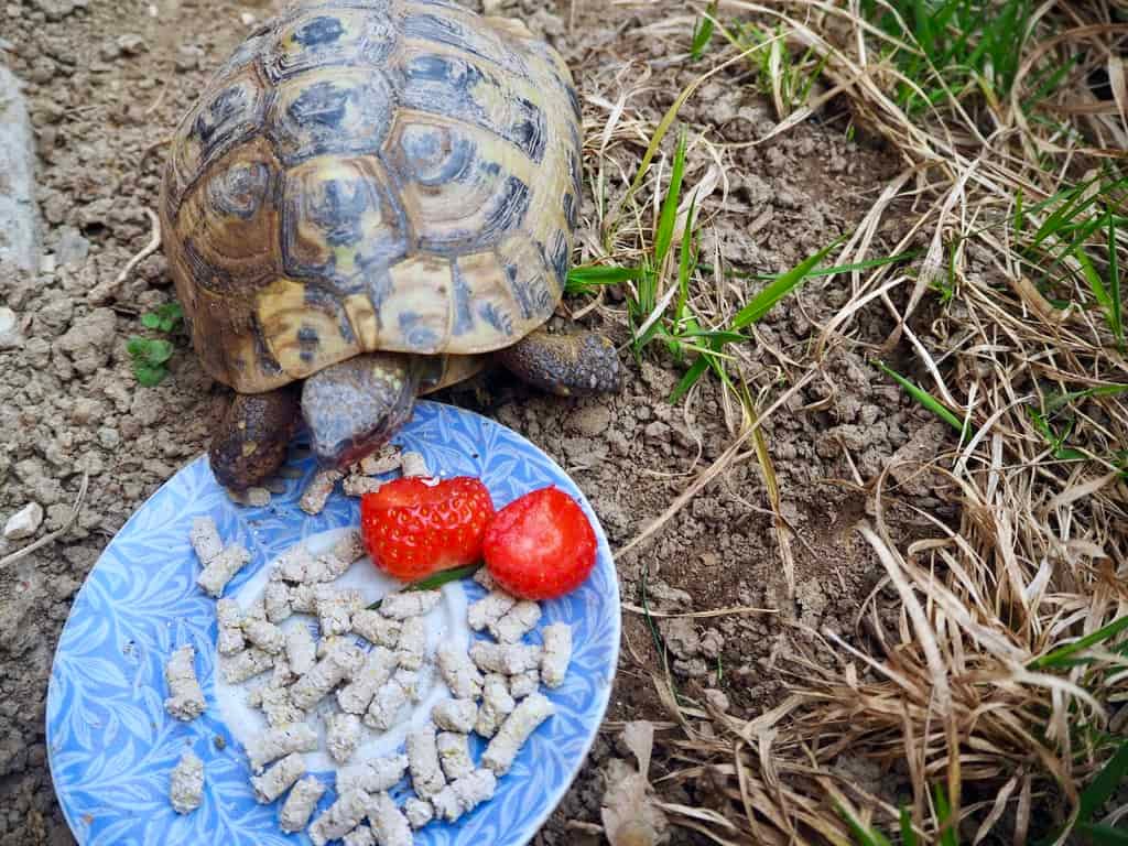 … aber sobald Schildkröte Lilli aus dem Winterschlaf erwacht…