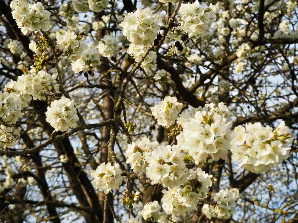 Kirschblüte