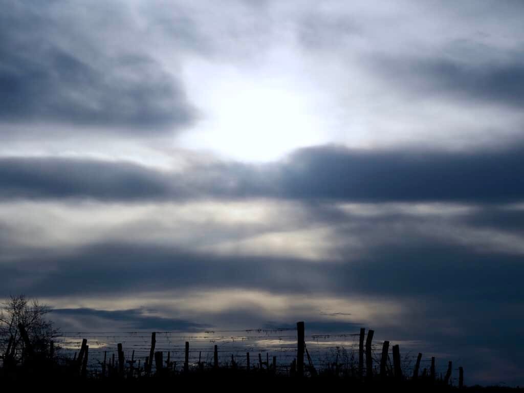 Sonne über Weingarten