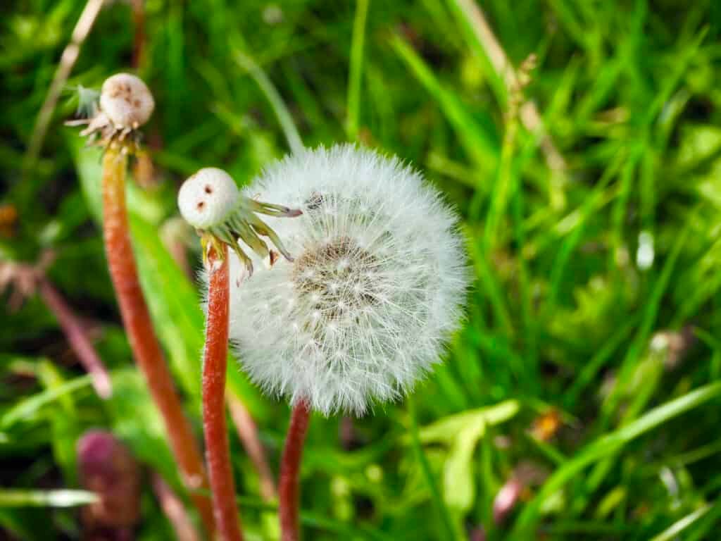 Pusteblume