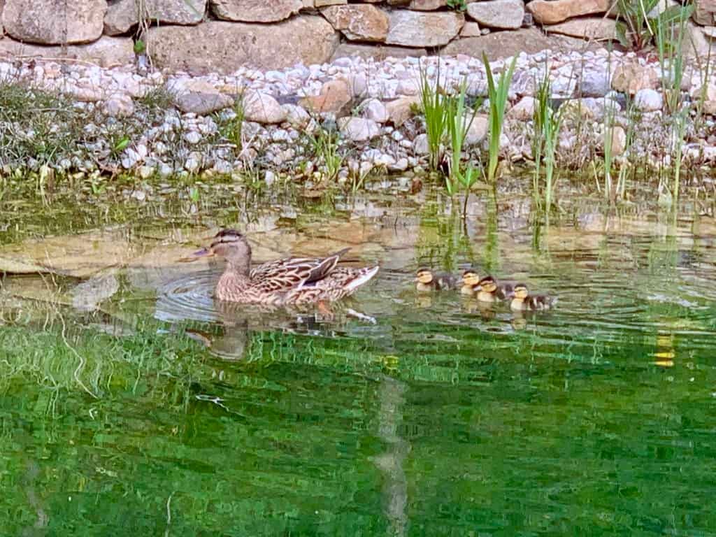 Enten am Gartenteich