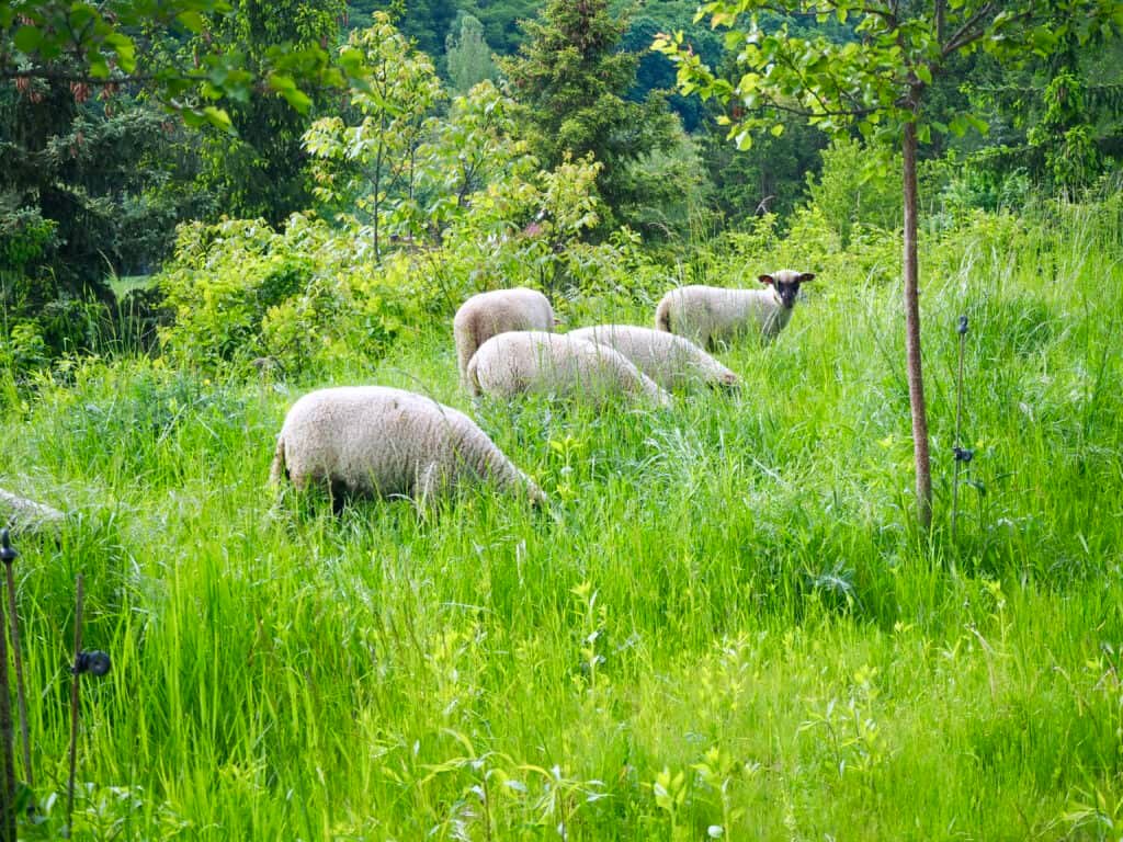 Shropshire-Schafe in Wiese
