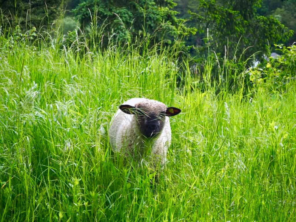 Shropshire-Schaf in Wiese