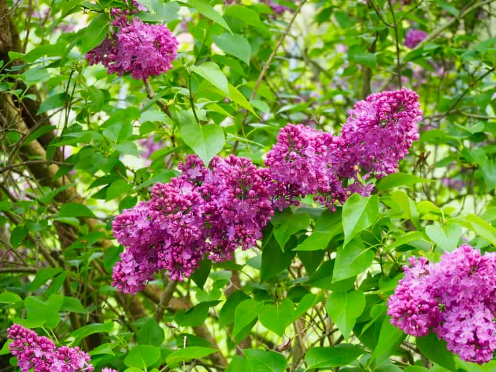 Fliederblüte