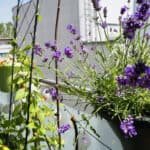 Schnelle Balkon-UmgestaltungLavendel am Balkon