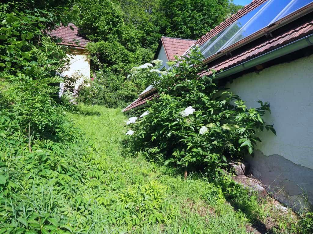 Holunder an der Hauswand