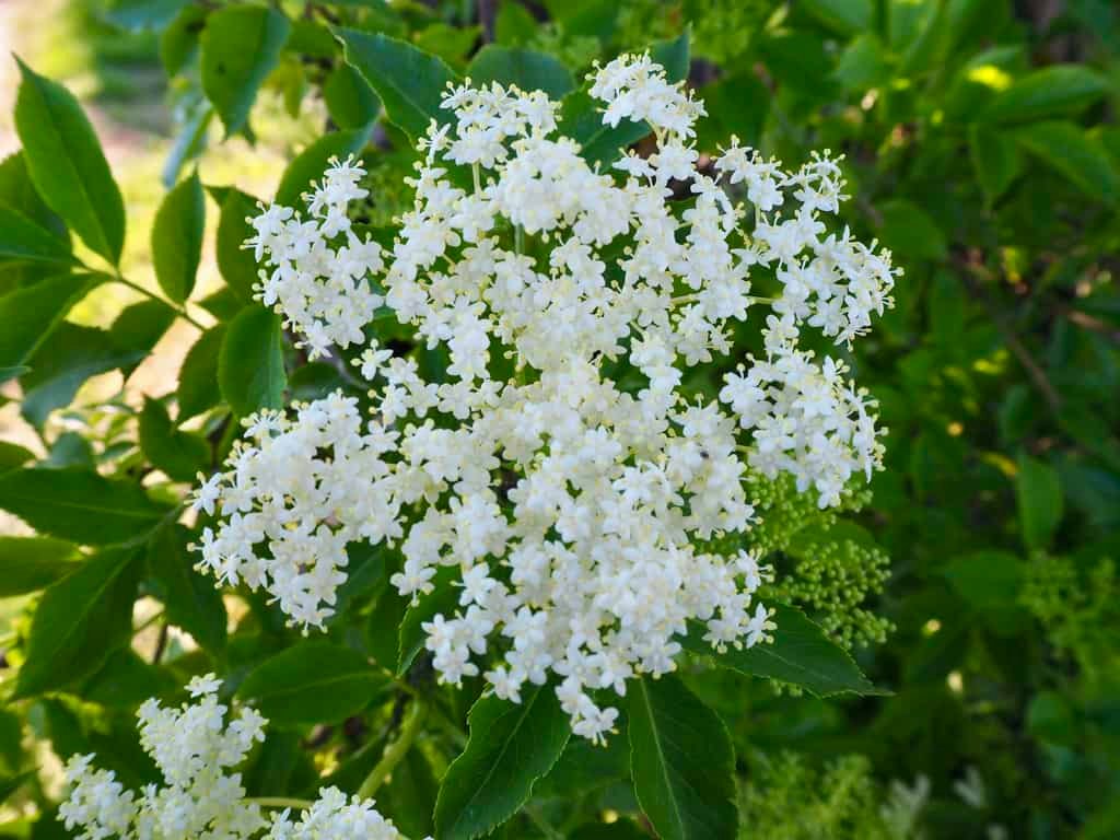 Holunderblüte