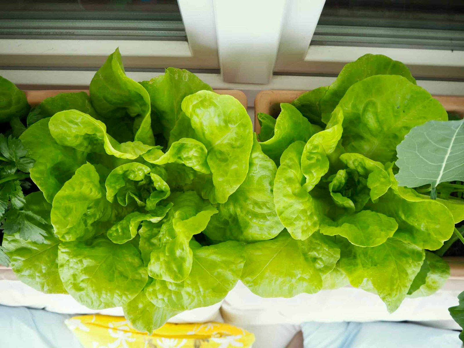 Kopfsalat anbauen, pflegen, ernten Tipps und ein Rezept Torftrottel