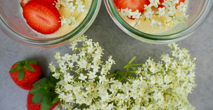 Holunderblüten-Panna-Cotta: Einfaches Frühsommer-Rezept - Torftrottel