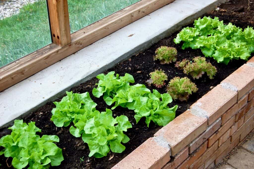Kopfsalat im Glashaus-Beet