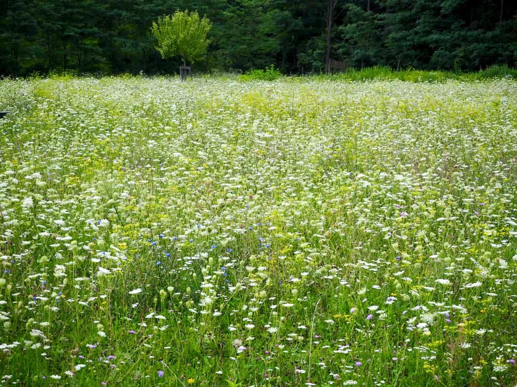 Blumenwiese