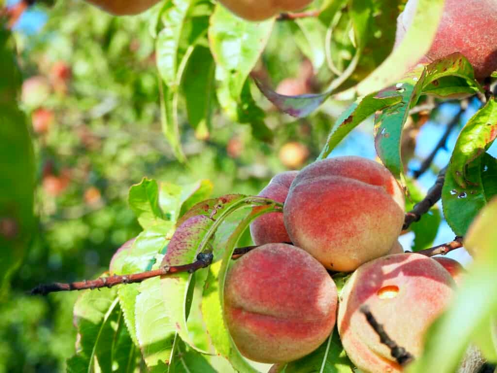 reife Pfirsiche am Baum