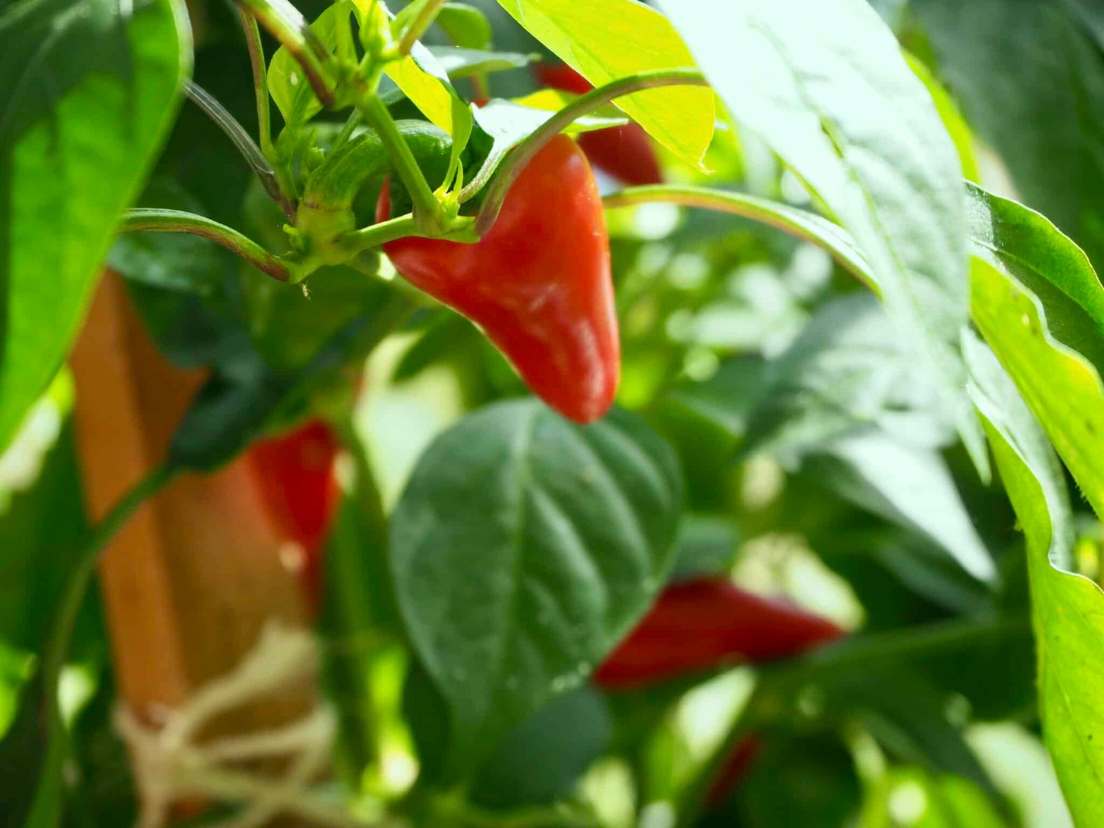 Gefüllte Spitzpaprika einlegen: Einfaches Rezept - Torftrottel