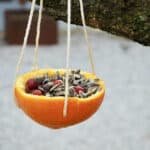 Vogelfutter in Orangenschalen: Vögel füttern im Winter